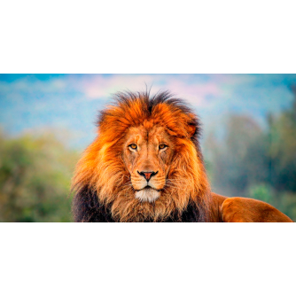 TENDA A RULLO PER CAMION - GRAFICA STANDARD - LEONE