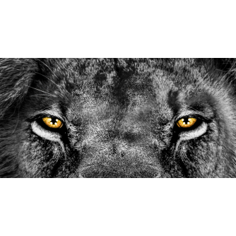 TENDA A RULLO PER CAMION - GRAFICA STANDARD - OCCHI DI LEONE